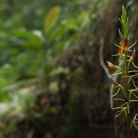 Cryptostylis arachnites (Blume) Hassk.